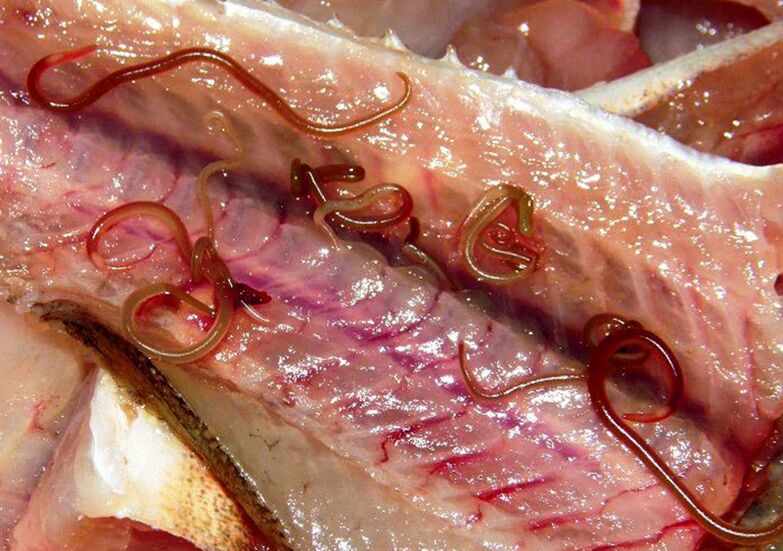 wormen in rauwe vis