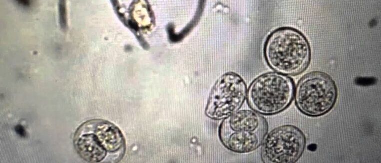 protozoaire parasietcellen