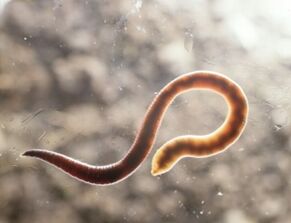 menselijke parasiet worm